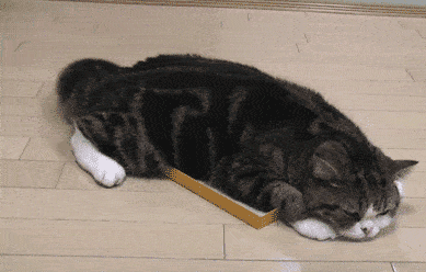 上头猫薄荷，你家猫喜欢吗？