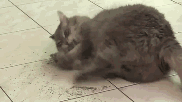 上头猫薄荷，你家猫喜欢吗？