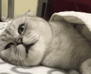 上头猫薄荷，你家猫喜欢吗？