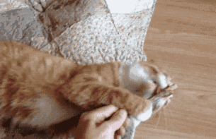 上头猫薄荷，你家猫喜欢吗？