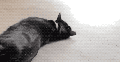 上头猫薄荷，你家猫喜欢吗？