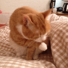 猫咪除了爱睡觉外，居然还喜欢干这事！