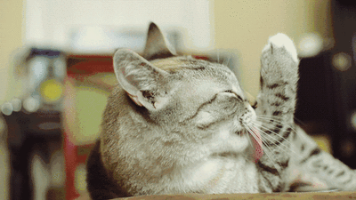 猫咪除了爱睡觉外，居然还喜欢干这事！