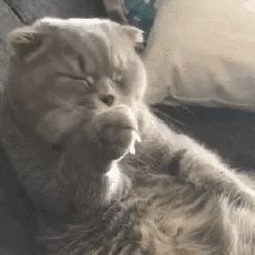 猫咪除了爱睡觉外，居然还喜欢干这事！