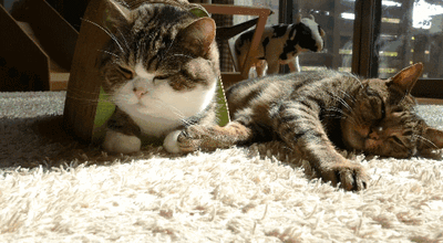 猫咪除了爱睡觉外，居然还喜欢干这事！