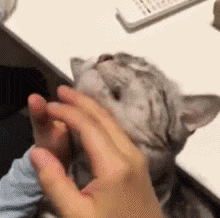 猫咪身上这5个“神秘开关”，你都试过吗？