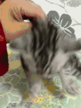 猫咪身上这5个“神秘开关”，你都试过吗？