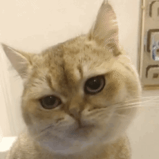 猫咪身上这5个“神秘开关”，你都试过吗？