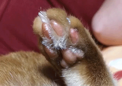 猫咪身上这5个“神秘开关”，你都试过吗？