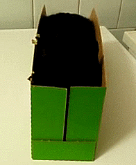 猫咪睡姿大揭秘！你知道这4种睡姿代表什么吗？