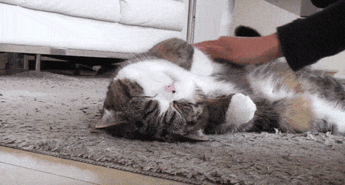 猫咪睡姿大揭秘！你知道这4种睡姿代表什么吗？