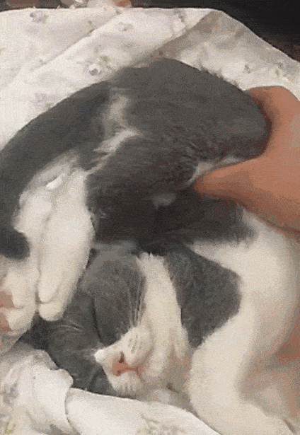 猫咪睡姿大揭秘！你知道这4种睡姿代表什么吗？