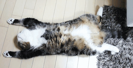 猫咪睡姿大揭秘！你知道这4种睡姿代表什么吗？