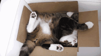 猫咪睡姿大揭秘！你知道这4种睡姿代表什么吗？