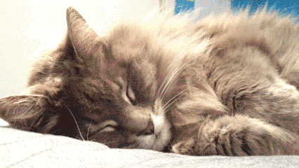 猫咪睡姿大揭秘！你知道这4种睡姿代表什么吗？