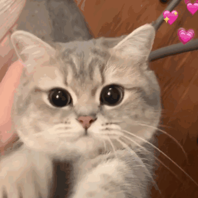 猫咪睡姿大揭秘！你知道这4种睡姿代表什么吗？