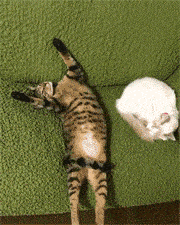 猫咪睡姿大揭秘！你知道这4种睡姿代表什么吗？