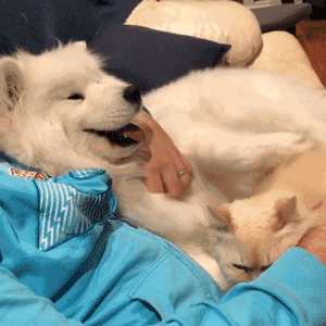 身为一名人类高质量铲屎官，七夕该怎么过？