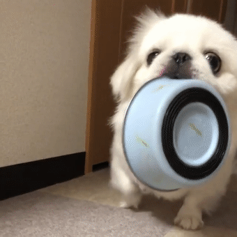 身为一名人类高质量铲屎官，七夕该怎么过？