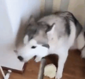 干饭至上？护食行为需纠正！