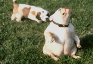 干饭至上？护食行为需纠正！