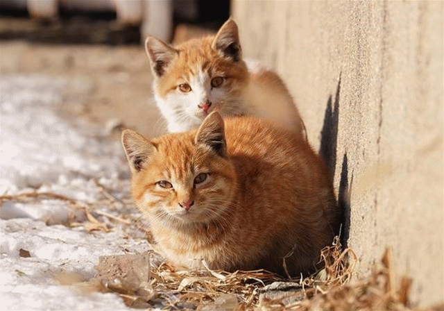 主子们，这样的服务你满意吗？