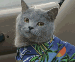 喵和苗，可不仅仅差个口字！