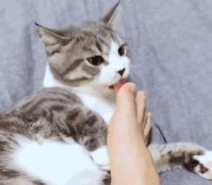 猫：我这舌头下去，比刮痧还管用！