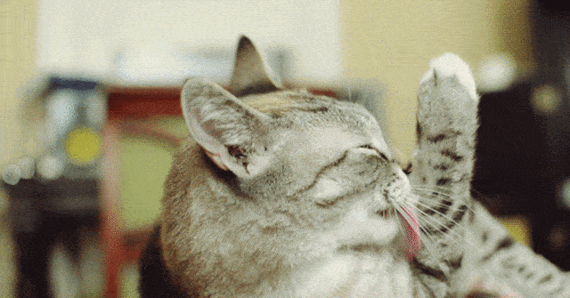 猫：我这舌头下去，比刮痧还管用！