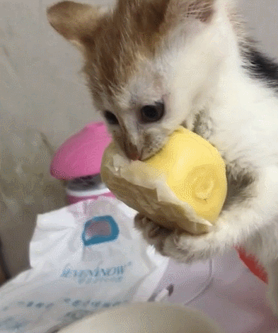 猫咪尝不到甜味？为什么还要抢我的蛋糕吃！