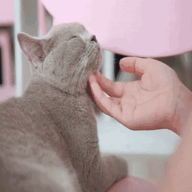 学会这4招，再高冷的猫也会躺平任你撸！