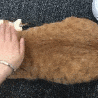 学会这4招，再高冷的猫也会躺平任你撸！