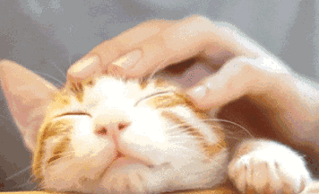 学会这4招，再高冷的猫也会躺平任你撸！