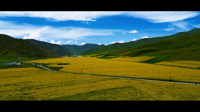 火爆卓尼县红山口观景台油菜花海引来全网打卡