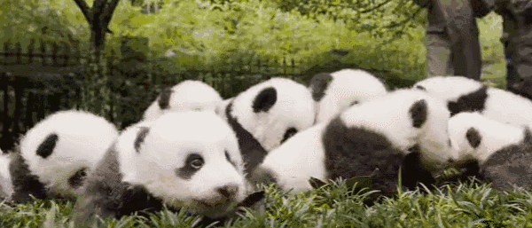 99元畅享全国2500+旅游景点？去趟峨嵋就赚翻！这张集会卡牌把错失的都补齐(图7)