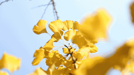 【慢享山水●轻奢度假西溪森林温泉】￥699纯玩3天~泡原生态森林温泉+享无边际温泉池、金秋赏银杏黄金大道、千年古老原始瑶寨