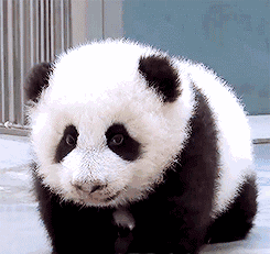 245_231gif 动态图 动图