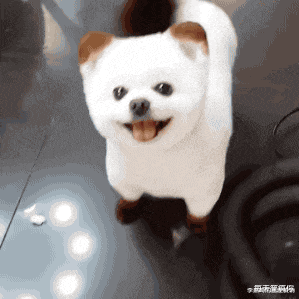 笑到打滚的爆笑动图 大牙给笑飞了 全网搜