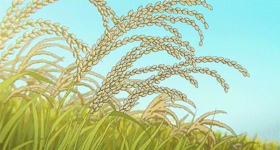 高要乐城镇思可村的田野一片金黄,放眼望去