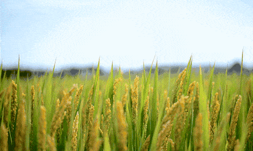 五一出游，欢迎打卡肇源的「世外桃源」