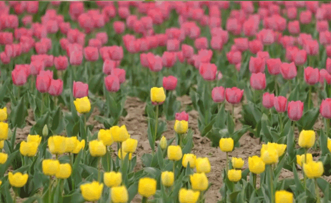 疫情中的创新创业项目 刘南昌到开发区、商务中心区调研疫情防控、项目建设、科技创新等工作