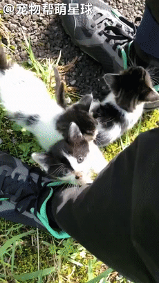 网友路上竟被四只奶猫紧紧扒住脚，感叹“一大早就受到热烈欢迎！”