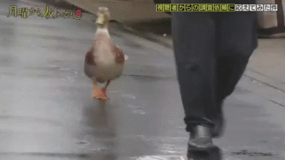 日本老奶奶在寵物鴨面前「手刃同類」，惹網友爆笑：鴨力好大啊！ 未分類 第2張