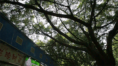 这条街藏身鹭江,