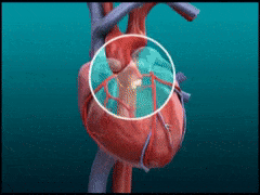 運動護心臟：中國空軍軍醫大學首次發現，長期有氧運動可刺激血管內皮產生外泌體，保護心臟丨臨床大發現 健康 第3張
