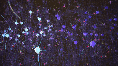mit神经学大牛关于阿尔茨海默病的超级颠覆研究,简直简直简直逆天了丨