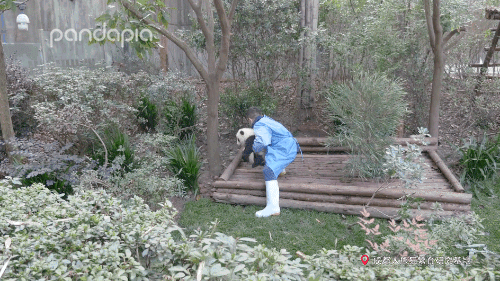 笑皇的排面有多大,三名饲养员接她回家。-微信头条网 笑皇的排面有多大,三名饲养员接她回家。