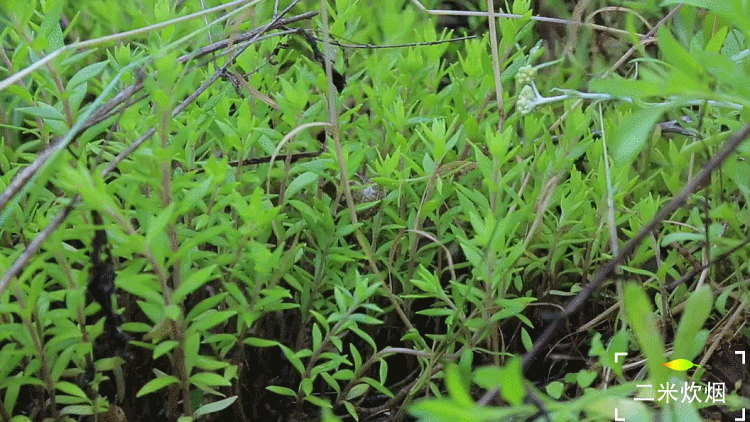 春天没有一碟子野菜吃还谈什么风味人间