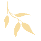 耳蜗宝宝