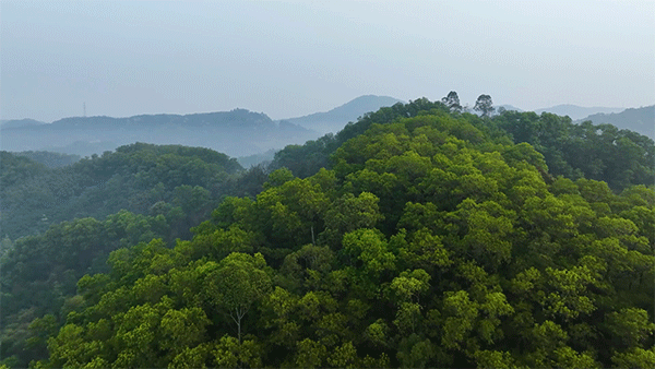 黄埔中冶逸璟台备案价20万/m²？只有15套房？